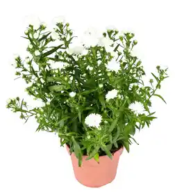 Dekamarkt DekaMarkt Tuin aster aanbieding