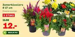 Welkoop Zomerbloeiers aanbieding