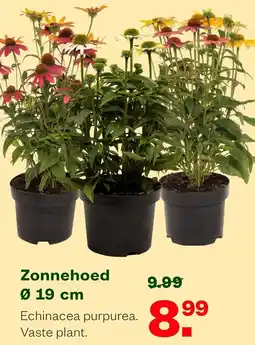 Welkoop Zonnehoed aanbieding