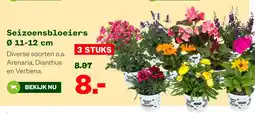 Welkoop Seizoensbloeiers aanbieding