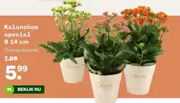 Welkoop Kalanchoe special aanbieding