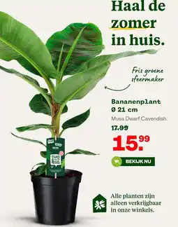 Welkoop Bananenplant aanbieding