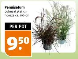 Poiesz Pennisetum aanbieding