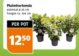 Poiesz Pluimhortensia aanbieding