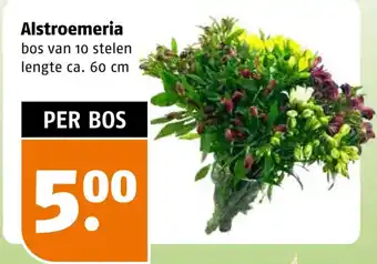 Poiesz Alstroemeria aanbieding