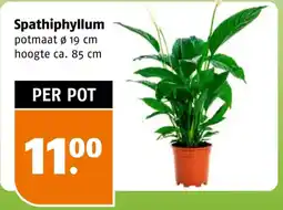 Poiesz Spathiphyllum aanbieding