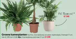 Dekamarkt Groene kamerplanten aanbieding