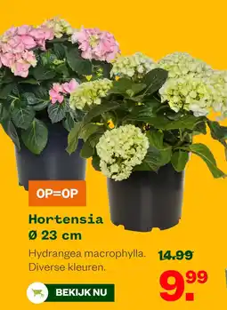 Welkoop Hortensia Ø 23 cm aanbieding
