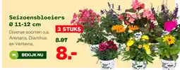 Welkoop Seizoensbloeiers Ø 11-12 cm aanbieding