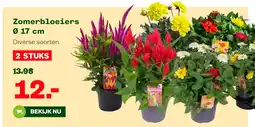 Welkoop Zomerbloeiers 17 cm aanbieding