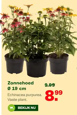 Welkoop Zonnehoed Ø 19 cm aanbieding