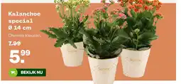 Welkoop Kalanchoe special Ø 14 cm aanbieding