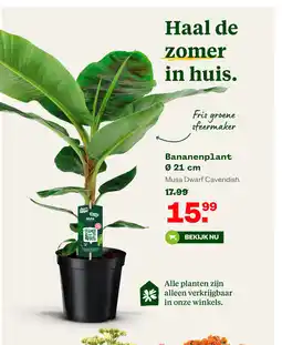 Welkoop Bananenplant Ø 21 cm aanbieding