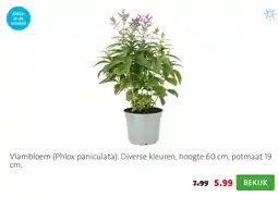 Intratuin Vlambloem aanbieding