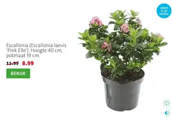 Escallonia