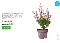 Intratuin Ierse heide aanbieding