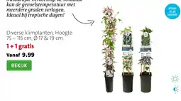 Intratuin Diverse klimplanten aanbieding