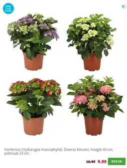 Intratuin Hortensia aanbieding
