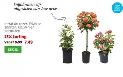 Intratuin Intratuin rozen aanbieding