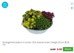 Intratuin Arrangement sedum in schaal aanbieding