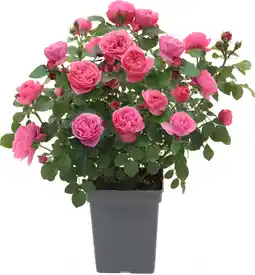 Intratuin Struikroos (Rosa 'Leonardo da Vinci') D 19 H 10 cm aanbieding
