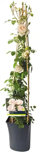 Intratuin Klimroos (Rosa 'New Dawn') D 19 H 70 cm aanbieding