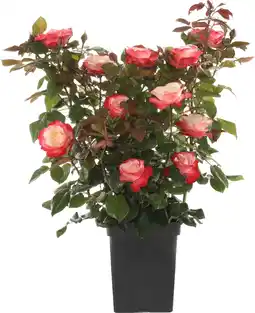Intratuin Struikroos (Rosa 'Nostalgie') D 19 H 10 cm aanbieding