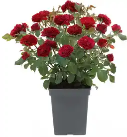 Intratuin Struikroos (Rosa 'Red Meilove') D 19 H 10 cm aanbieding