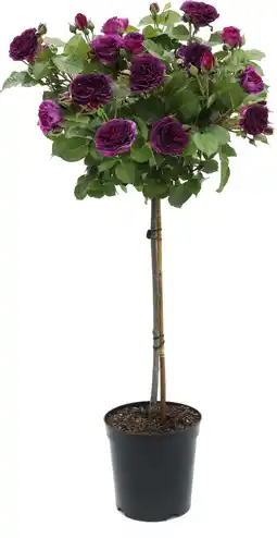 Intratuin Stamroos (Rosa 'Minerva') D 24 H 75 cm aanbieding