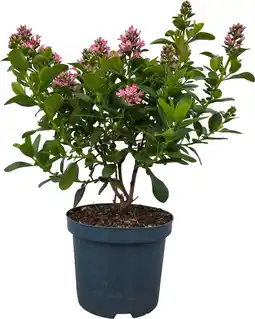 Intratuin Escalonia (Ecalonia laevis 'Pink Elle' D19 H 40 cm aanbieding