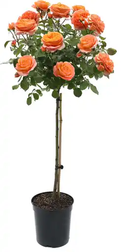 Intratuin Stamroos (Rosa 'Orange Meilove') D 24 H 75 cm aanbieding