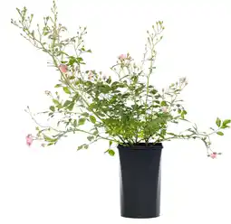 Intratuin Roos (Rosa 'The Fairy') D 16 H 20 cm aanbieding