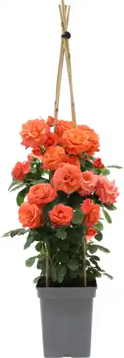 Intratuin Klimroos (Rosa 'Newsflash') D 19 H 70 cm aanbieding