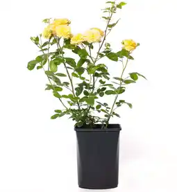 Intratuin Klimroos (Rosa 'Golden Parfum') D 19 H 70 cm aanbieding