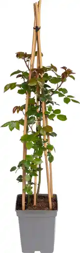 Intratuin Klimroos (Rosa 'Paul's Scarlet Climber') D 19 H 70 cm aanbieding