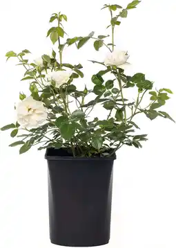 Intratuin Struikroos (Rosa 'Annapurna') D 19 H 10 cm aanbieding