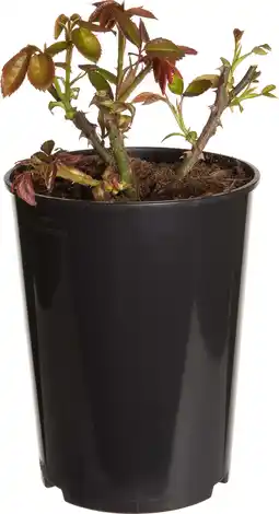 Intratuin Struikroos (Rosa 'Britannia') D 19 H 10 cm aanbieding