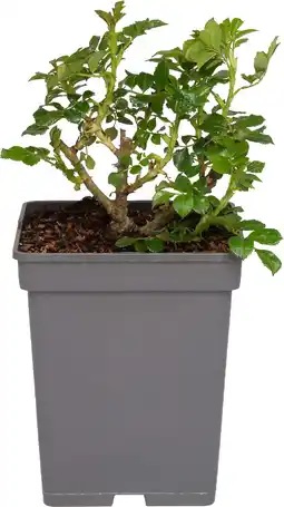 Intratuin Struikroos (Rosa 'Störtebeker') D 23 H 25 cm aanbieding