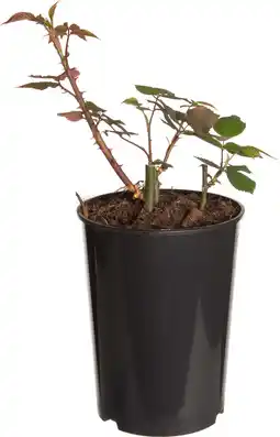 Intratuin Klimroos (Rosa 'Händel') D 19 H 70 cm aanbieding