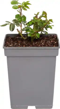 Intratuin Struikroos (Rosa 'Garden of Roses') D 23 H 25 cm aanbieding