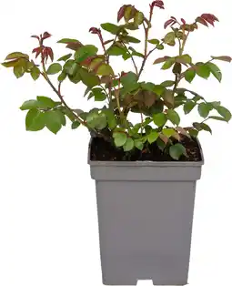 Intratuin Struikroos (Rosa 'Romina') D 23 H 25 cm aanbieding