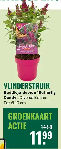 GroenRijk Vlinderstruik aanbieding