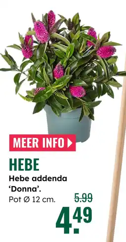 GroenRijk Hebe addenda 'Donna' aanbieding