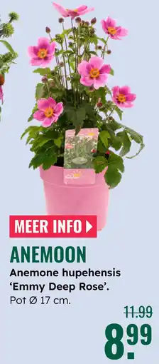 GroenRijk Anemoon aanbieding