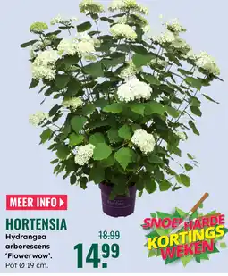 GroenRijk Hortensia aanbieding