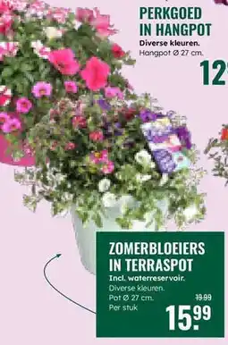 GroenRijk Zomerbloeiers in terraspot aanbieding