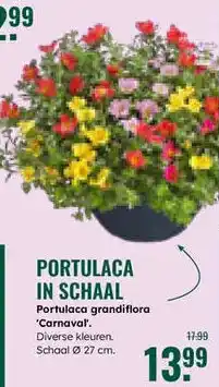 GroenRijk Portulaca in schaal aanbieding