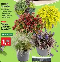Thomas Philipps Herbst-Stauden aanbieding