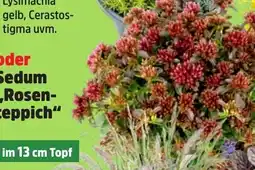 Thomas Philipps Oder Sedum Rosen teppich aanbieding