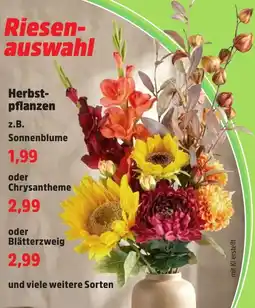 Thomas Philipps Herbst-pflanzen aanbieding